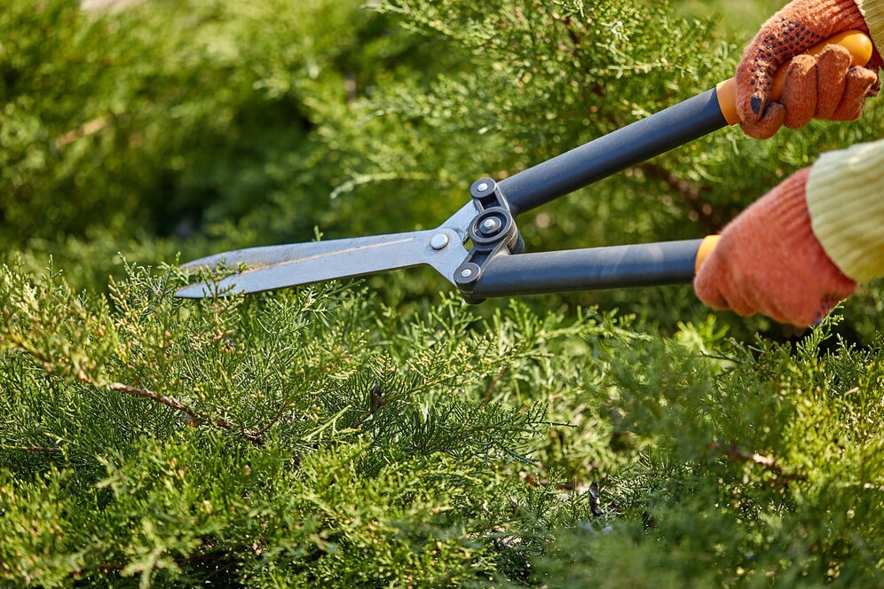 hands-gardener-orange-gloves-are